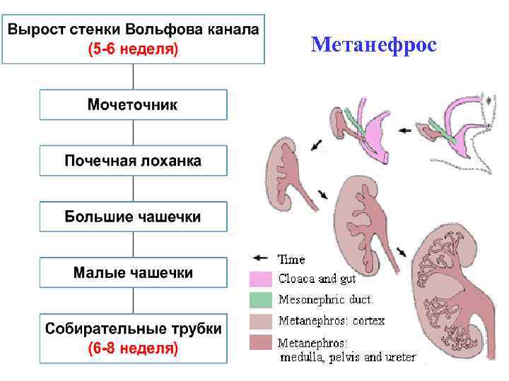 Метанефрос 