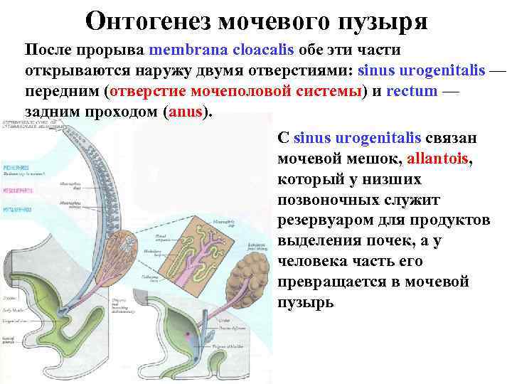 Онтогенез мочевого пузыря После прорыва membrana cloacalis обе эти части открываются наружу двумя отверстиями: