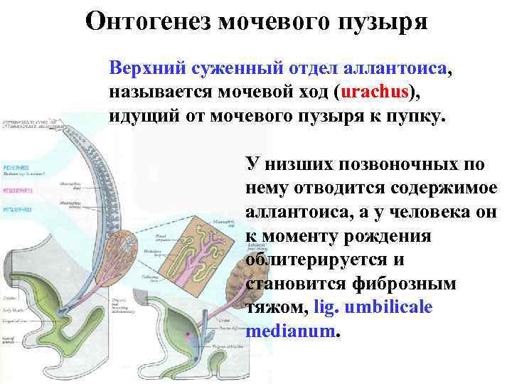 Онтогенез мочевого пузыря Верхний суженный отдел аллантоиса, называется мочевой ход (urachus), идущий от мочевого