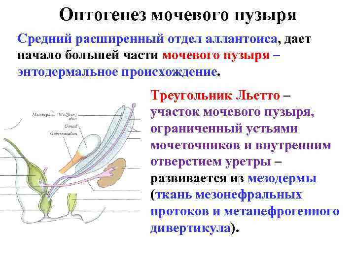 Онтогенез мочевого пузыря Средний расширенный отдел аллантоиса, дает начало большей части мочевого пузыря –