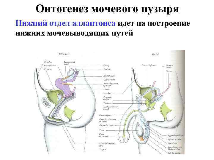 Онтогенез мочевого пузыря Нижний отдел аллантоиса идет на построение нижних мочевыводящих путей 