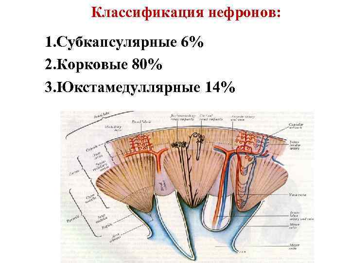 Классификация нефронов: 1. Субкапсулярные 6% 2. Корковые 80% 3. Юкстамедуллярные 14% 