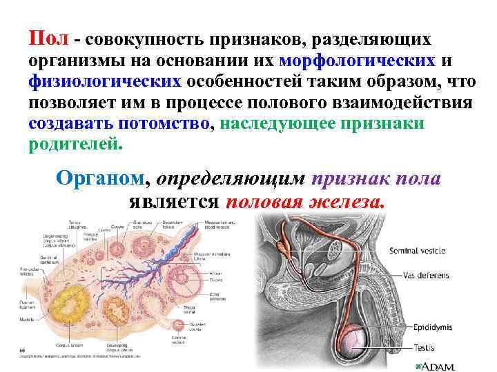 Пол - совокупность признаков, разделяющих организмы на основании их морфологических и физиологических особенностей таким