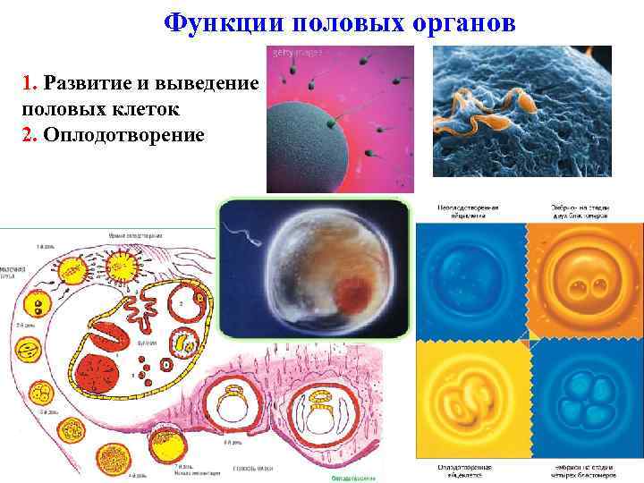 Функции половых органов 1. Развитие и выведение половых клеток 2. Оплодотворение 