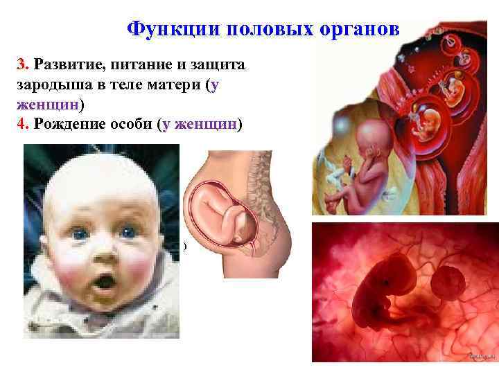 Функции половых органов 3. Развитие, питание и защита зародыша в теле матери (у женщин)