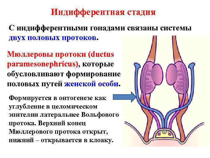 Индифферентная стадия С индифферентными гонадами связаны системы двух половых протоков. Мюллеровы протоки (ductus paramesonephricus),