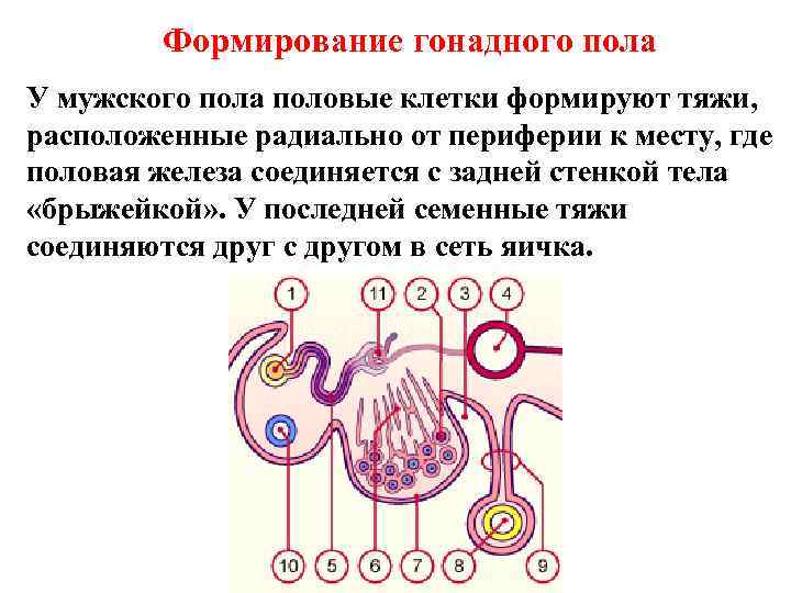 Формирование гонадного пола У мужского пола половые клетки формируют тяжи, расположенные радиально от периферии