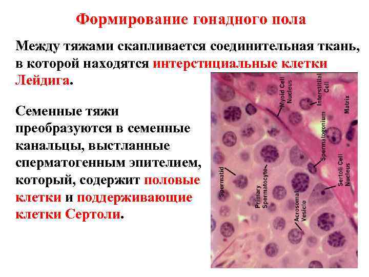 Формирование гонадного пола Между тяжами скапливается соединительная ткань, в которой находятся интерстициальные клетки Лейдига.