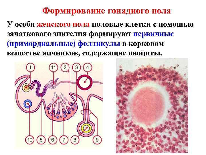 Формирование гонадного пола У особи женского пола половые клетки с помощью зачаткового эпителия формируют