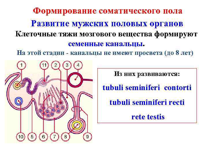 Формирование соматического пола Развитие мужских половых органов Клеточные тяжи мозгового вещества формируют семенные канальцы.