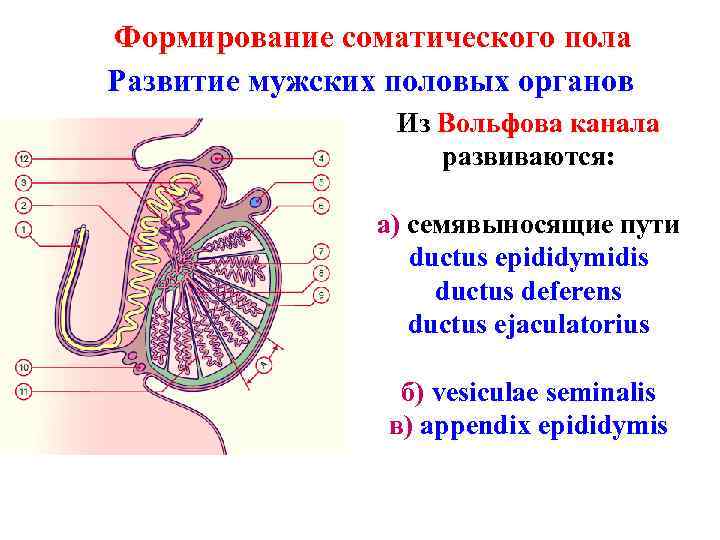 Формирование соматического пола Развитие мужских половых органов Из Вольфова канала развиваются: а) семявыносящие пути