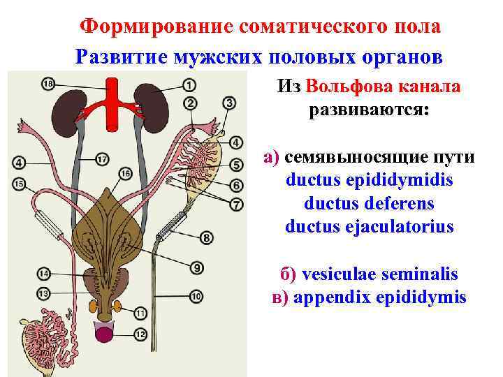 Формирование соматического пола Развитие мужских половых органов Из Вольфова канала развиваются: а) семявыносящие пути