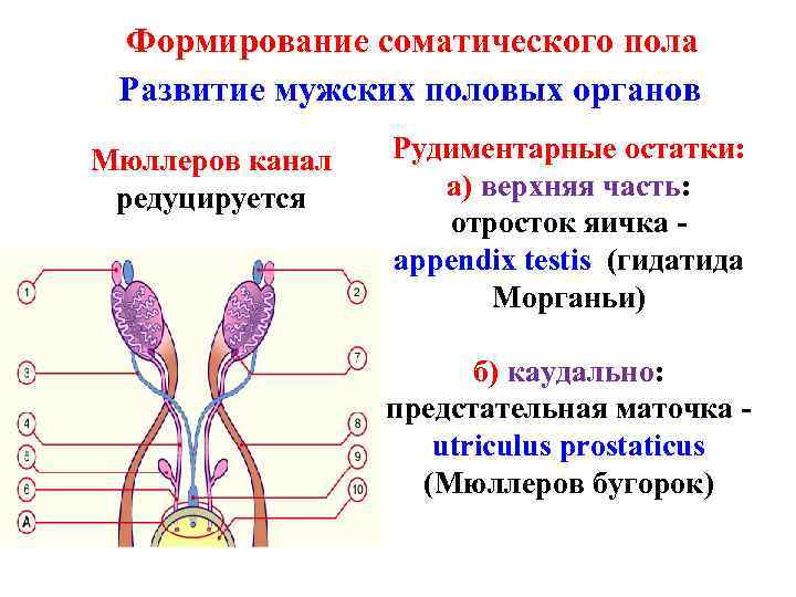 Формирование соматического пола Развитие мужских половых органов Мюллеров канал редуцируется Рудиментарные остатки: а) верхняя