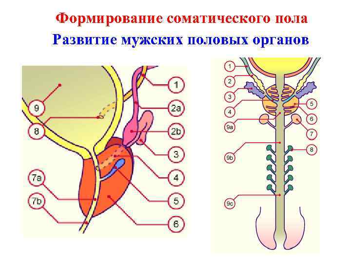 Формирование соматического пола Развитие мужских половых органов 