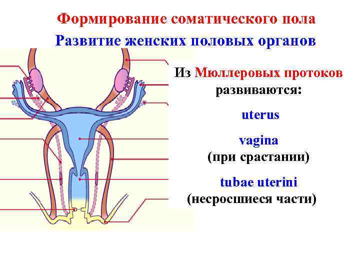 Формирование соматического пола Развитие женских половых органов Из Мюллеровых протоков развиваются: uterus vagina (при