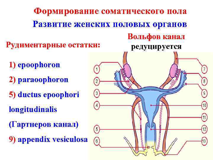 Формирование соматического пола Развитие женских половых органов Рудиментарные остатки: 1) epoophoron 2) paraoophoron 5)