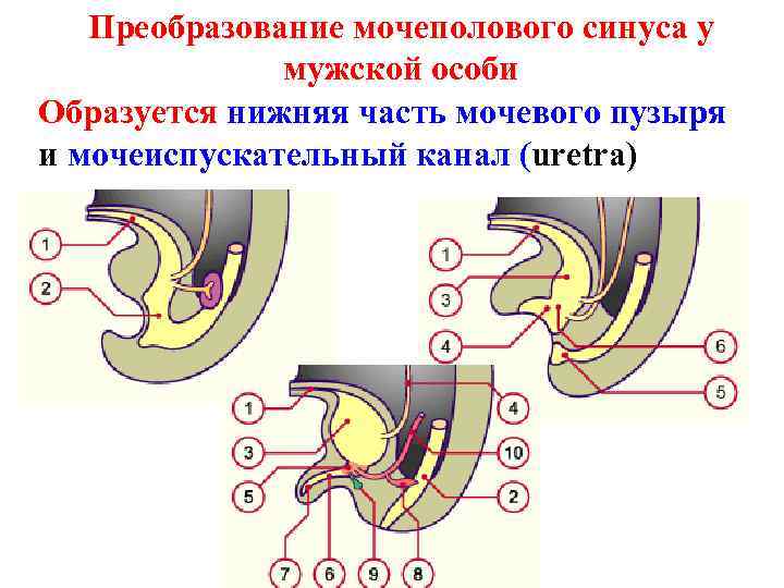 Преобразование мочеполового синуса у мужской особи Образуется нижняя часть мочевого пузыря и мочеиспускательный канал