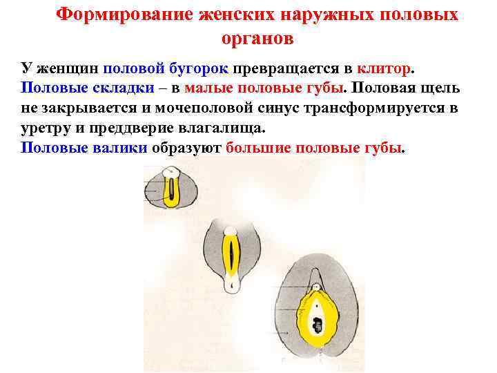 Формирование женских наружных половых органов У женщин половой бугорок превращается в клитор. Половые складки