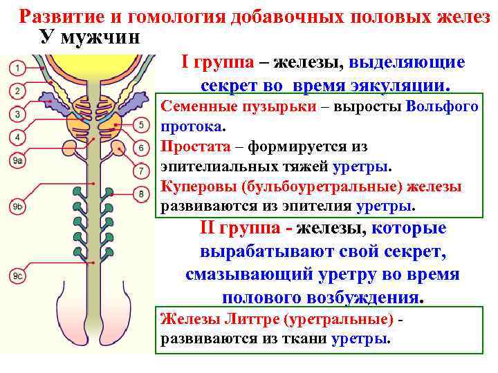 Развитие и гомология добавочных половых желез У мужчин I группа – железы, выделяющие секрет