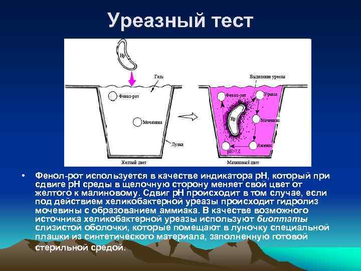 Уреазный тест • Фенол-рот используется в качестве индикатора р. Н, который при сдвиге р.