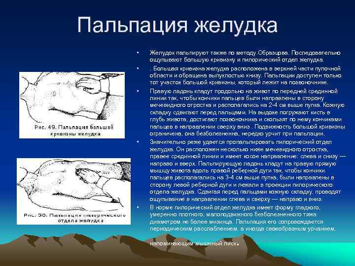 Пальпация желудка • • • Желудок пальпируют также по методу Образцова. Последовательно ощупывают большую