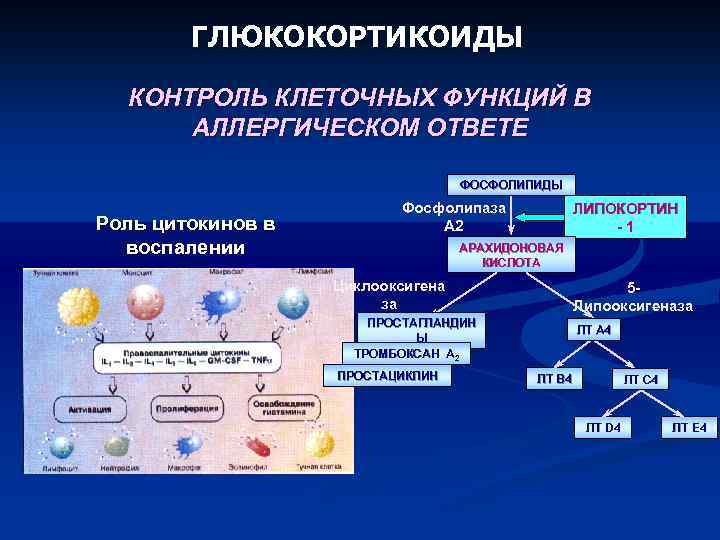 ГЛЮКОКОРТИКОИДЫ КОНТРОЛЬ КЛЕТОЧНЫХ ФУНКЦИЙ В АЛЛЕРГИЧЕСКОМ ОТВЕТЕ ФОСФОЛИПИДЫ Роль цитокинов в воспалении Фосфолипаза А