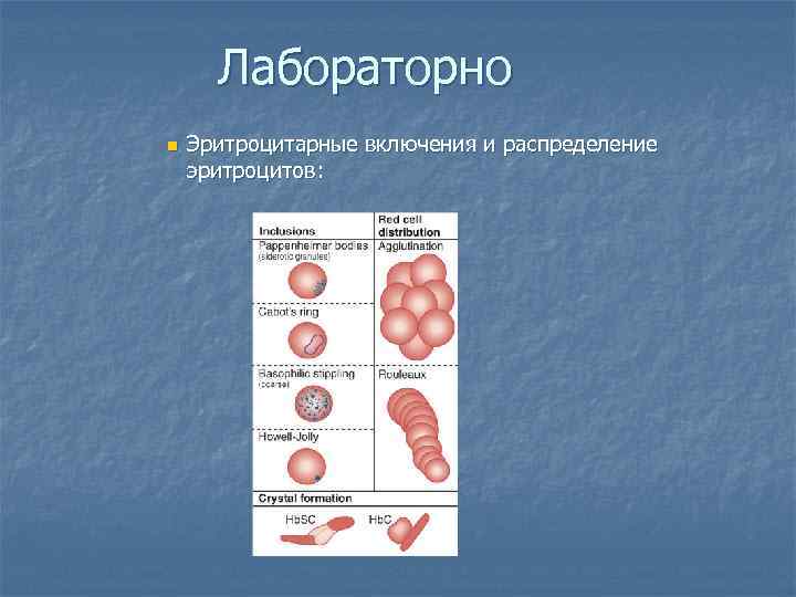 Лабораторно n Эритроцитарные включения и распределение эритроцитов: 