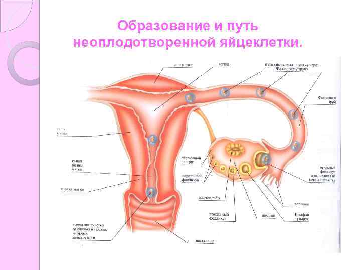 Образование и путь неоплодотворенной яйцеклетки. 