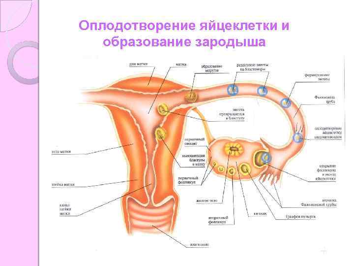 Оплодотворение яйцеклетки и образование зародыша 