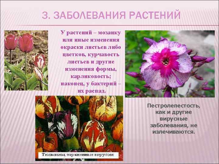 3. ЗАБОЛЕВАНИЯ РАСТЕНИЙ У растений – мозаику или иные изменения окраски листьев либо цветков,