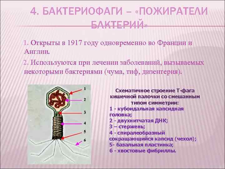4. БАКТЕРИОФАГИ – «ПОЖИРАТЕЛИ БАКТЕРИЙ» 1. Открыты в 1917 году одновременно во Франции и