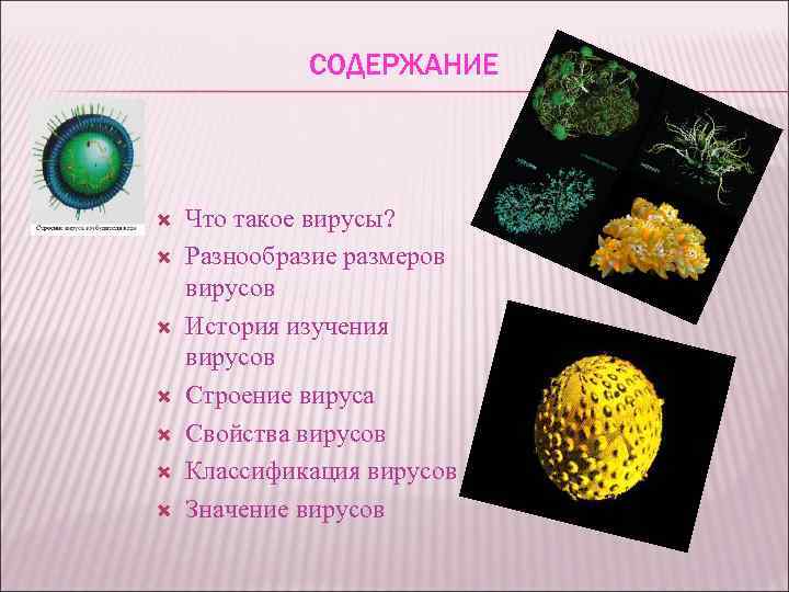 СОДЕРЖАНИЕ Что такое вирусы? Разнообразие размеров вирусов История изучения вирусов Строение вируса Свойства вирусов