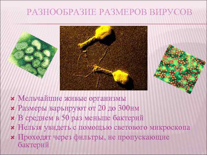 РАЗНООБРАЗИЕ РАЗМЕРОВ ВИРУСОВ Мельчайшие живые организмы Размеры варьируют от 20 до 300 нм В