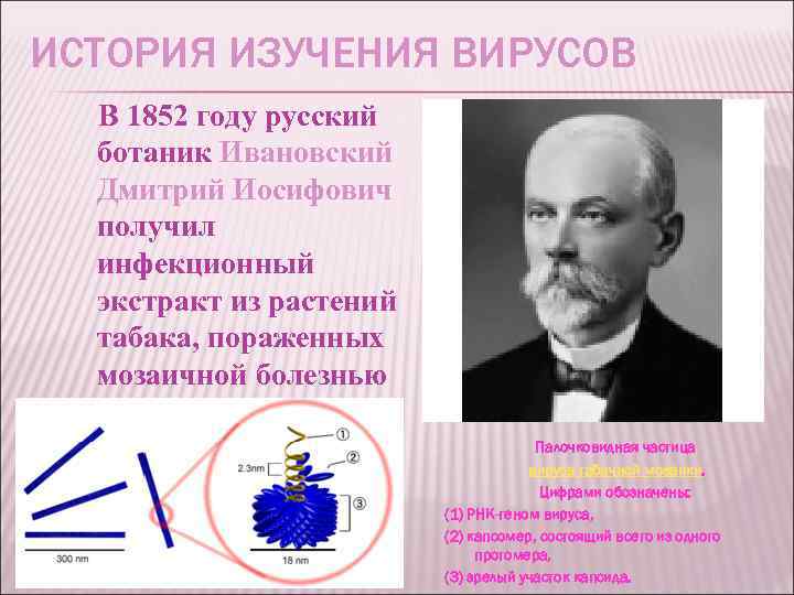 ИСТОРИЯ ИЗУЧЕНИЯ ВИРУСОВ В 1852 году русский ботаник Ивановский Дмитрий Иосифович получил инфекционный экстракт