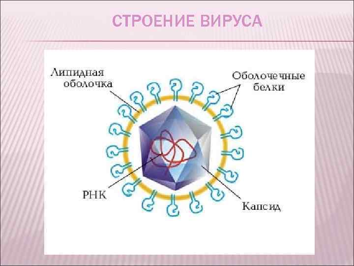 СТРОЕНИЕ ВИРУСА 