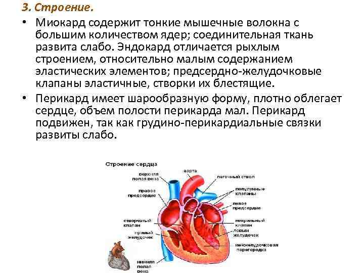 3. Строение. • Миокард содержит тонкие мышечные волокна с большим количеством ядер; соединительная ткань