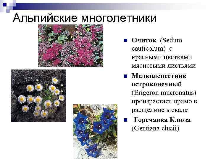 Альпийские многолетники n n n Очиток (Sedum cauticolum) с красными цветками мясистыми листьями Мелколепестник