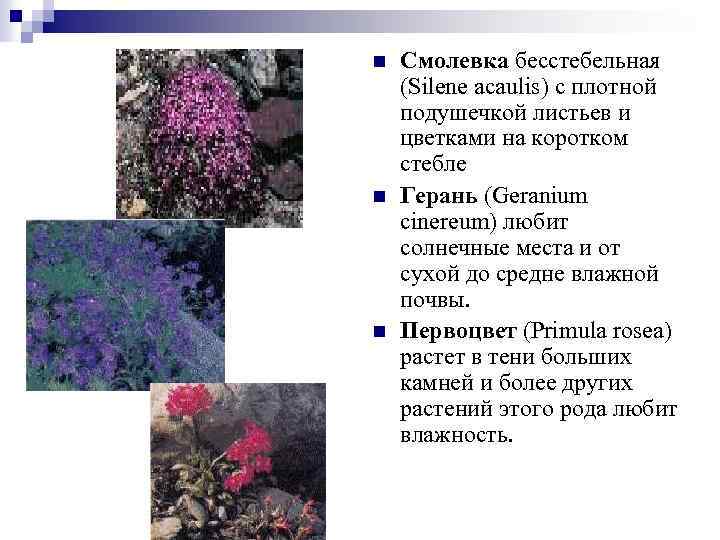 n n n Смолевка бесстебельная (Silene acaulis) с плотной подушечкой листьев и цветками на