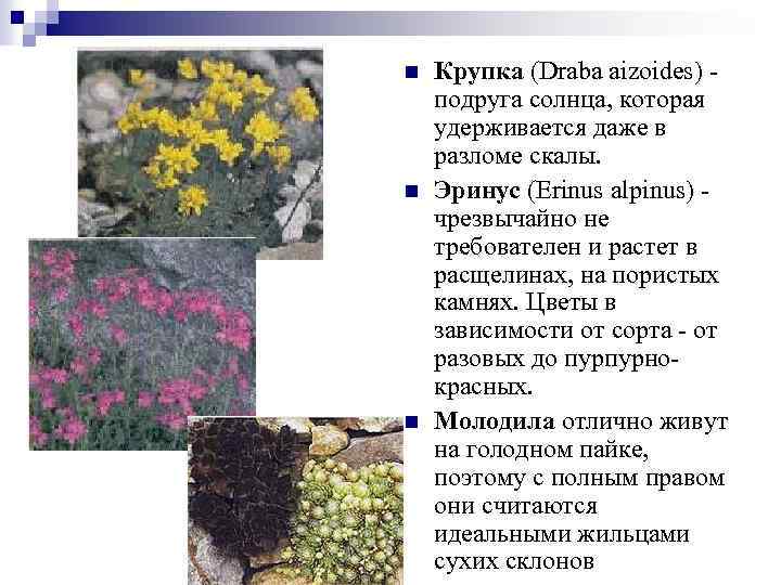 n n n Крупка (Draba aizoides) - подруга солнца, которая удерживается даже в разломе