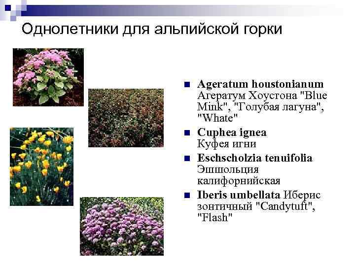 Однолетники для альпийской горки n n Ageratum houstonianum Агератум Хоустона 