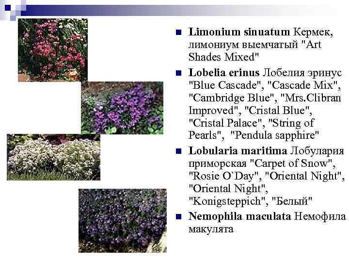 n n Limonium sinuatum Кермек, лимониум выемчатый 