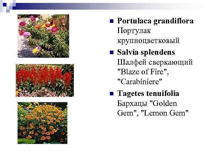 n n n Portulaca grandiflora Портулак крупноцветковый Salvia splendens Шалфей сверкающий 