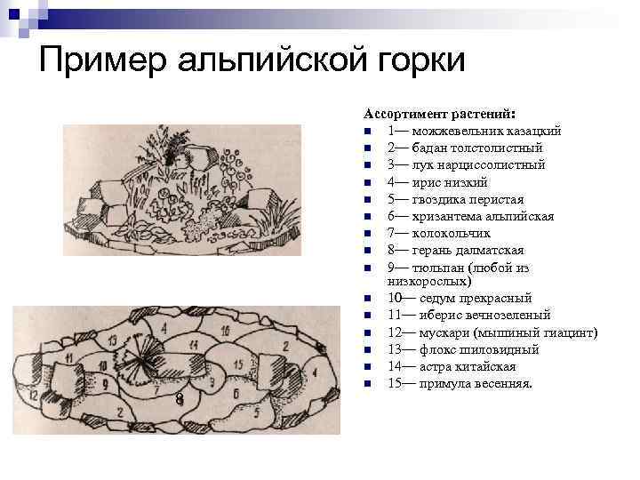 Пример альпийской горки 8 Ассортимент растений: n 1— можжевельник казацкий n 2— бадан толстолистный