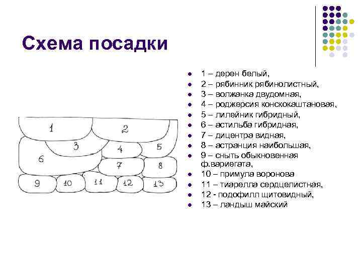 Схема посадки l l l l 1 – дерен белый, 2 – рябинник рябинолистный,