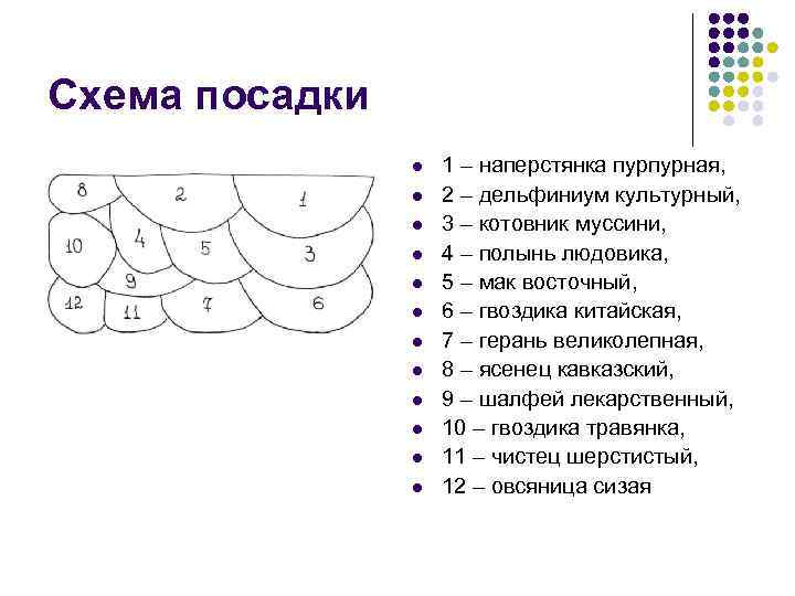 Дельфиниум схема посадки