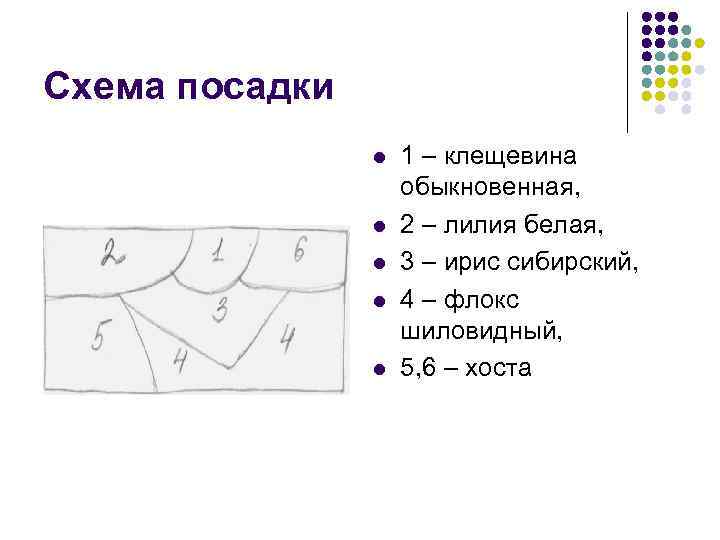 Схема посадки l l l 1 – клещевина обыкновенная, 2 – лилия белая, 3