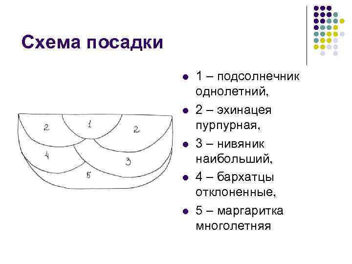 Схема посадки l l l 1 – подсолнечник однолетний, 2 – эхинацея пурпурная, 3