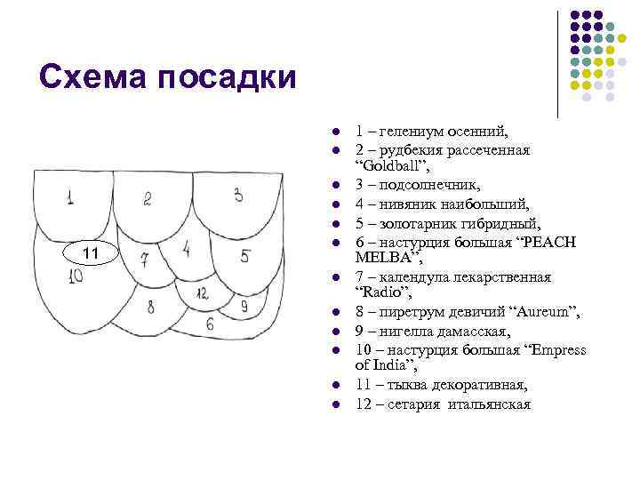 Календула схема посадки