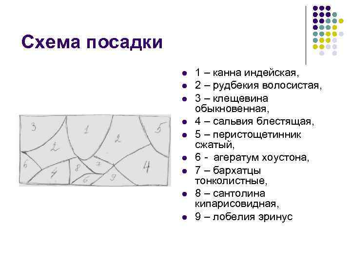 Сальвия схема посадки