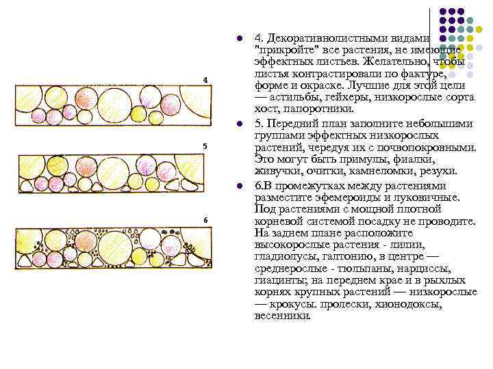 l l l 4. Декоративнолистными видами "прикройте" все растения, не имеющие эффектных листьев. Желательно,